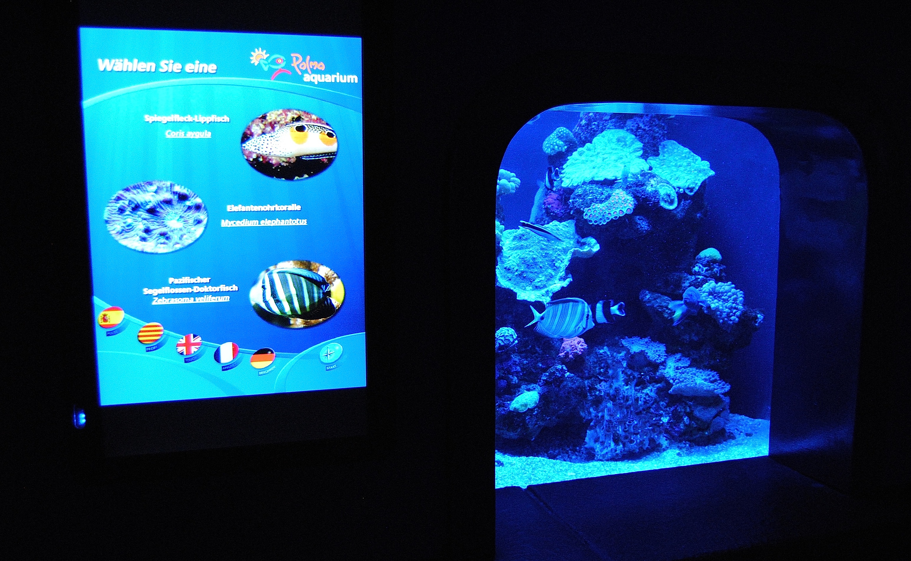 Tank und Display